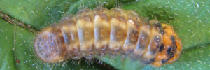 Deudorix diovis - Final Larvae